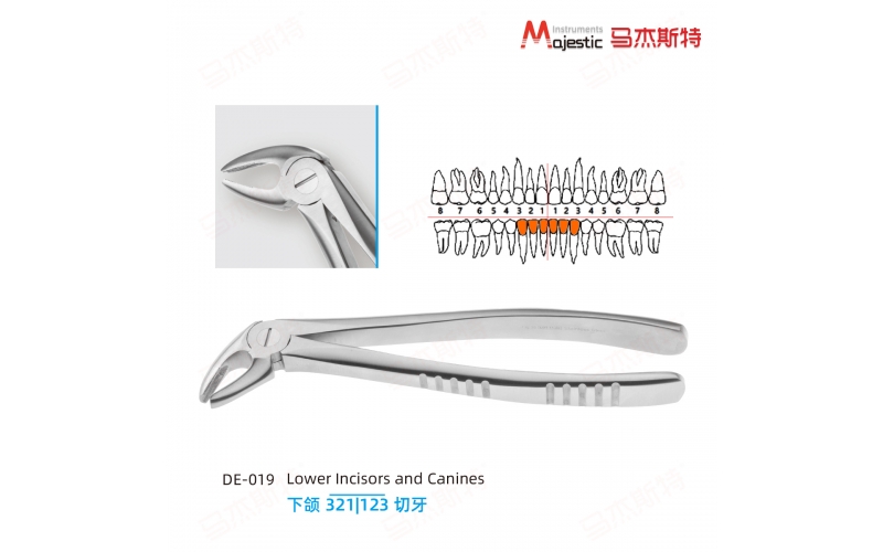 Adult Extracting Forceps English Pattern