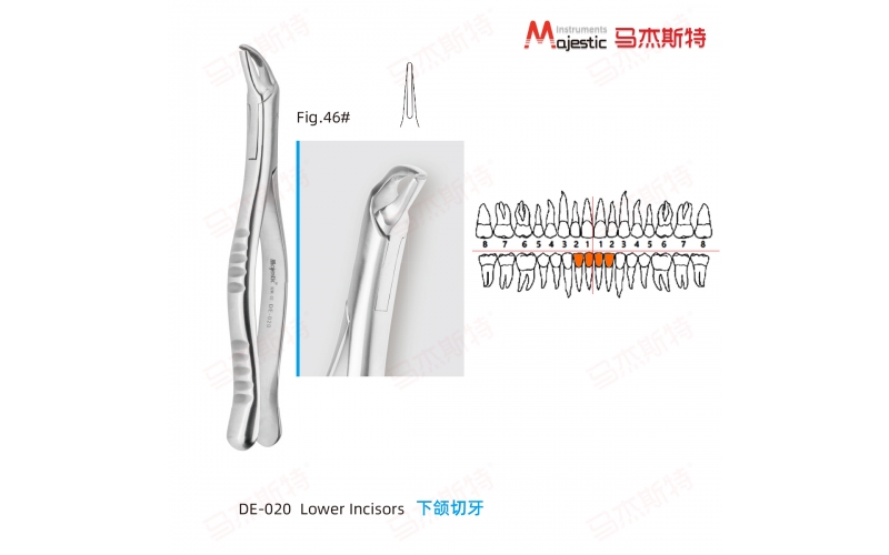 Adult Extracting Forceps American Pattern