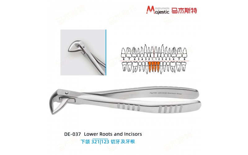 Adult Extracting Forceps English Pattern