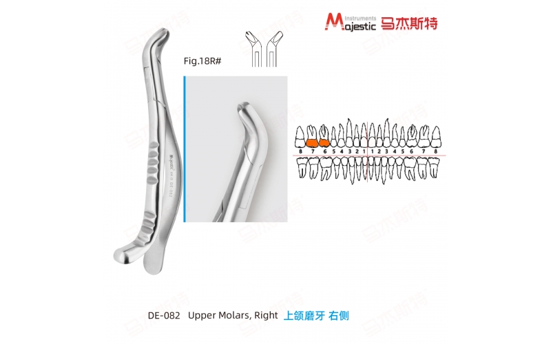 Adult Extracting Forceps American Pattern