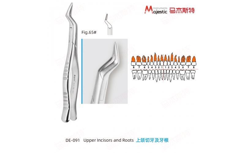 Adult Extracting Forceps American Pattern
