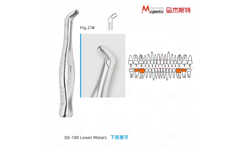 Adult Extracting Forceps American Pattern