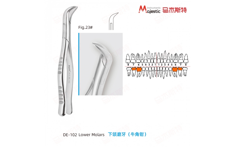 Adult Extracting Forceps American Pattern