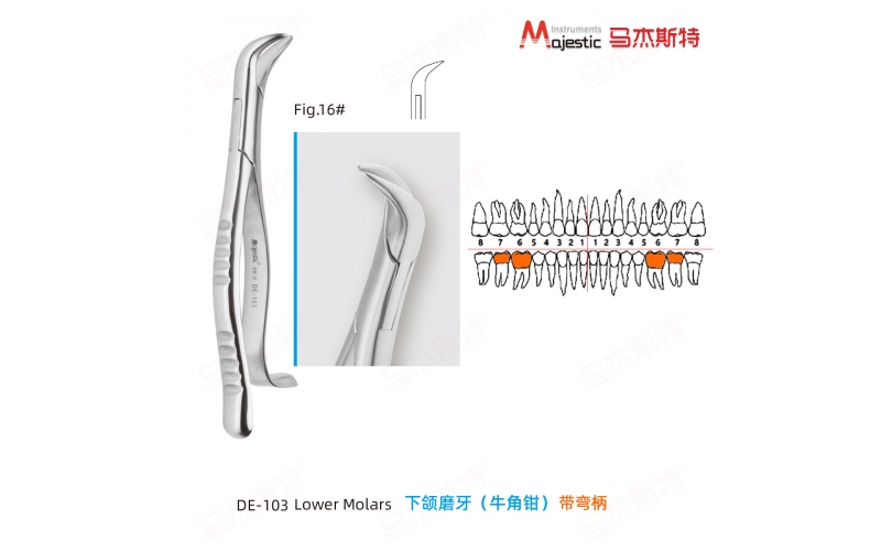 Adult Extracting Forceps American Pattern