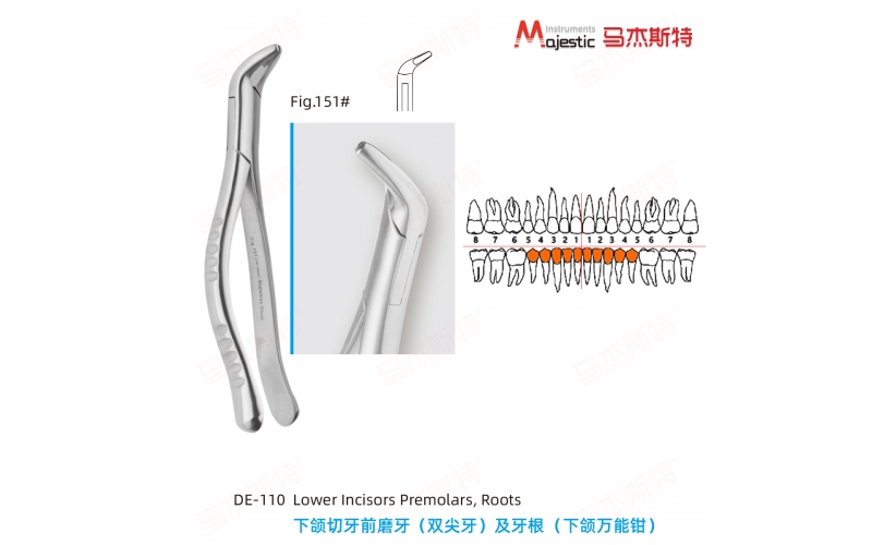 Adult Extracting Forceps American Pattern